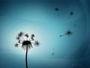 Photo Credit http://www.irunoninsulin.com/wp-content/uploads/2010/10/dandelion-wish.jpg